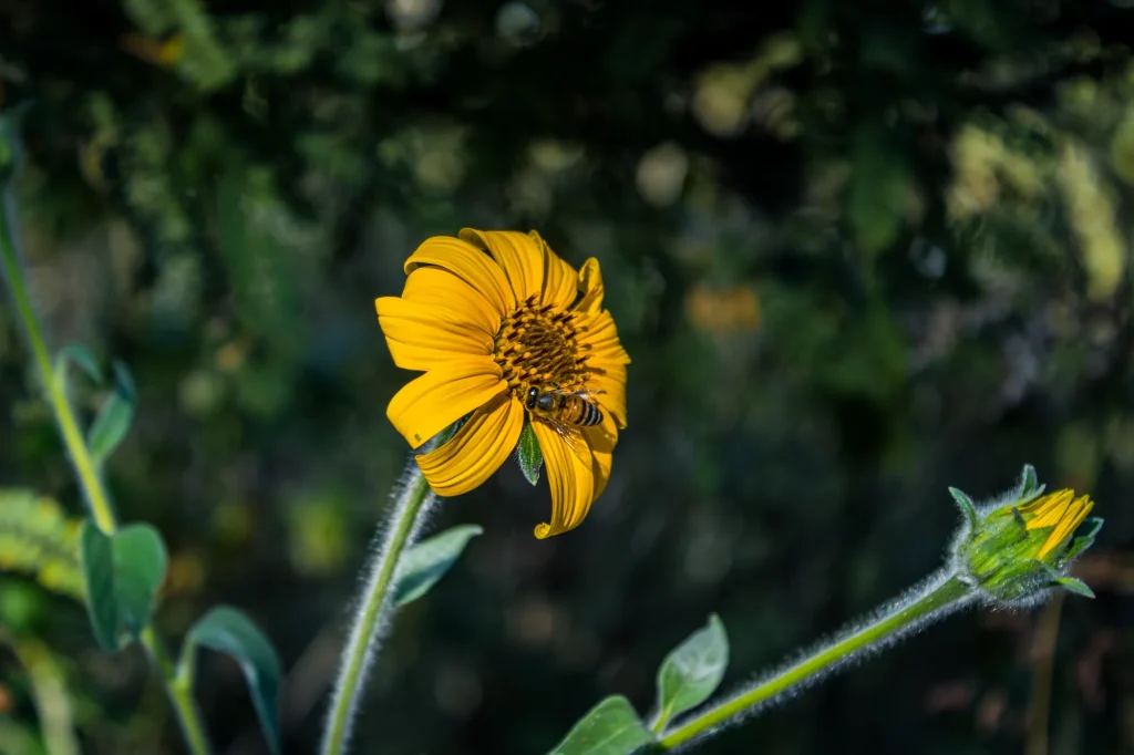 Flor amarilla con una abeja posada en el centro, junto a un capullo, sobre un fondo verde oscuro desenfocado