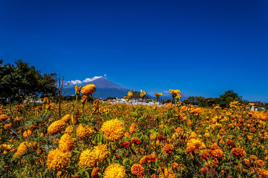 Campo de flores de cempasúchil anaranjadas bajo un cielo azul intenso, con una montaña y casas a lo lejos