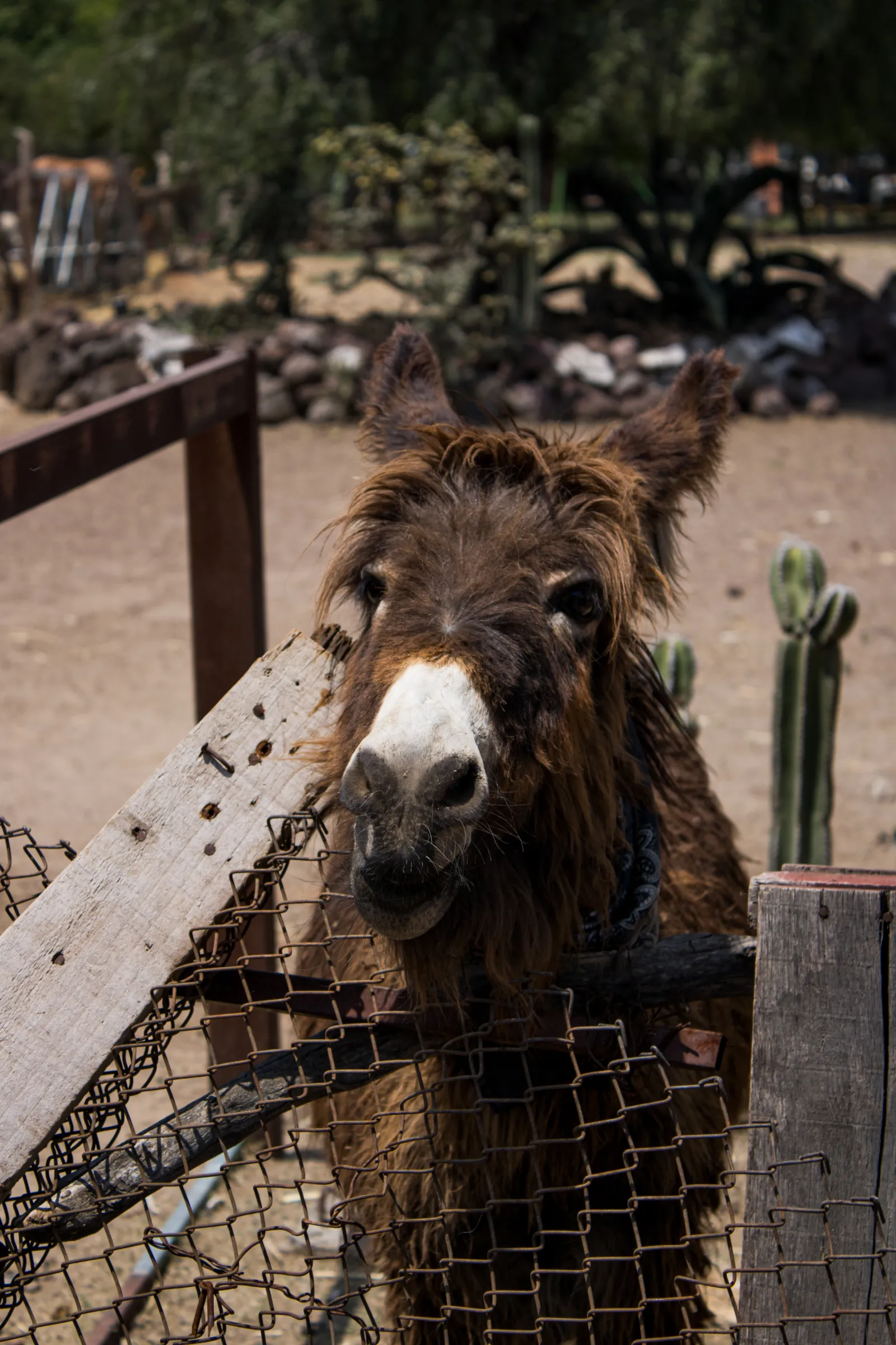 Burro de pelo largo y café asomado por una cerca de malla y madera, con cactus y tierra seca al fondo
